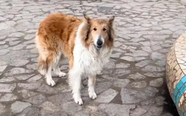 The dog walker ran into a Scottish shepherd and accidentally found the dog in distress. Shi
