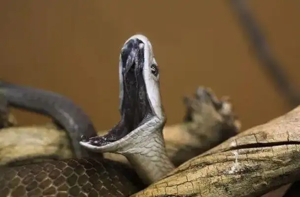 The dog barked at the couch and kept his master away. Snake