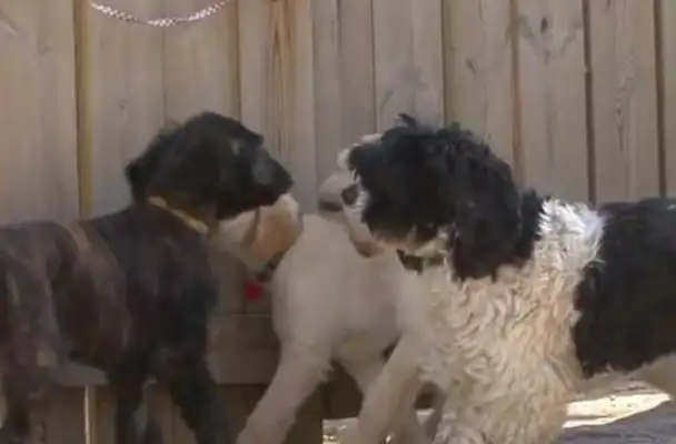 Dogs leave their homes often because they're spoiled. The masters are tired from the village to the village