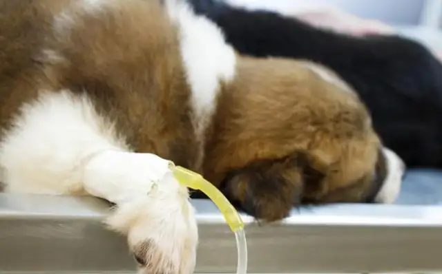 My father didn't take care of the pet dog at work, the college girl had a problem with the father