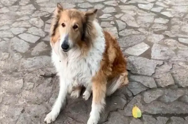 The dog walker ran into a Scottish shepherd and accidentally found the dog in distress. Shi