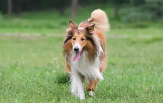 The dog walker ran into a Scottish shepherd and accidentally found the dog in distress. Shi