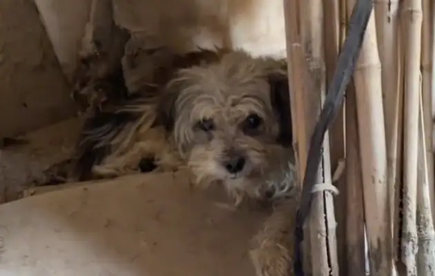 The pet dog who insists on not eating the food in the bowl