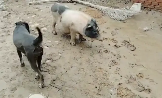 After the flood, the door was washed up by dogs and pigs, and the house was about to become a zoo