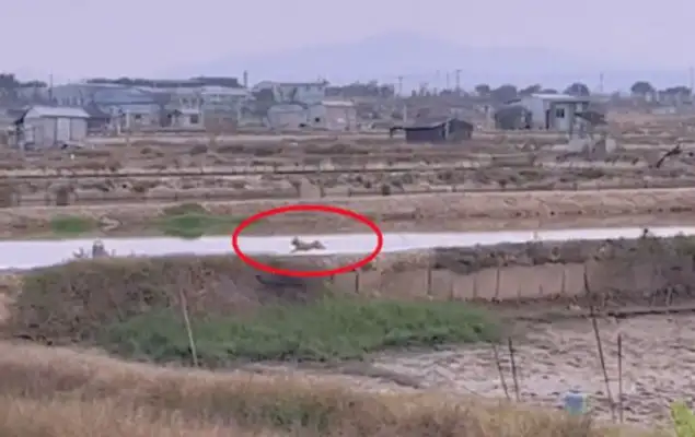 As soon as the master drove home, the dog came running when he heard the noise