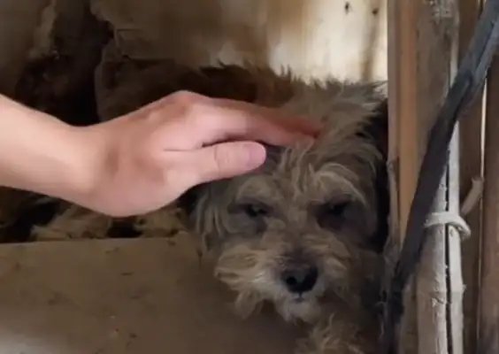 The pet dog who insists on not eating the food in the bowl
