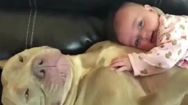 The baby had a bite on a bit of a bit of a bit of a bee dog, but the girl was touched by the waking