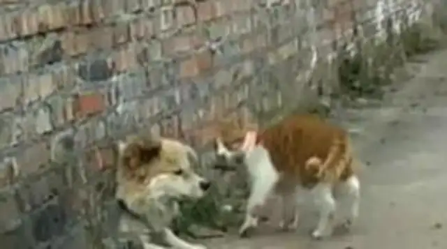 The field dog was stuck in the wall and the fat orange cat found out