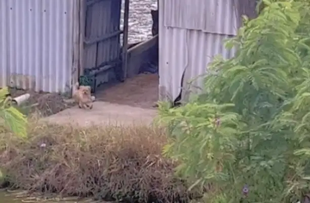 As soon as the master drove home, the dog came running when he heard the noise