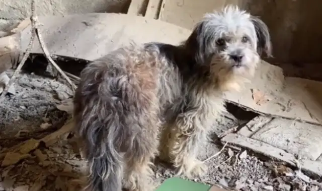 The pet dog who insists on not eating the food in the bowl