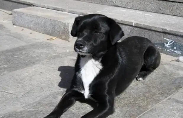 The dog was taken out in the heat of the day, and the owner didn't know about the heat