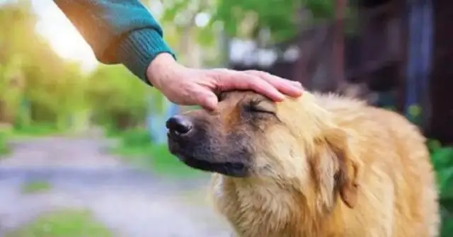 A year ago it was abused by the former master, and a year later the new master raised it to become a police dog