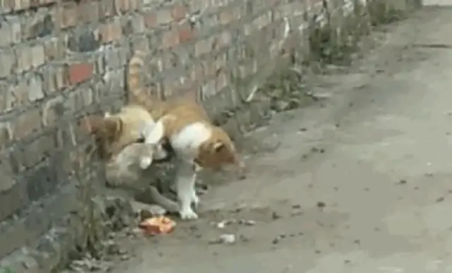 The field dog was stuck in the wall and the fat orange cat found out