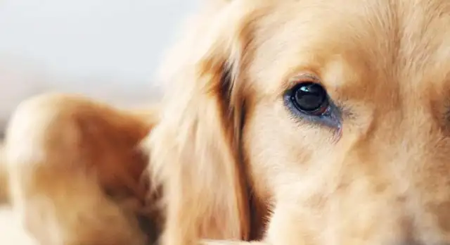 Guizhou pet dogs are poisoned, their owners cry, and the poison is punishable by death