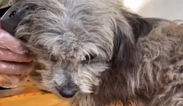 The pet dog who insists on not eating the food in the bowl