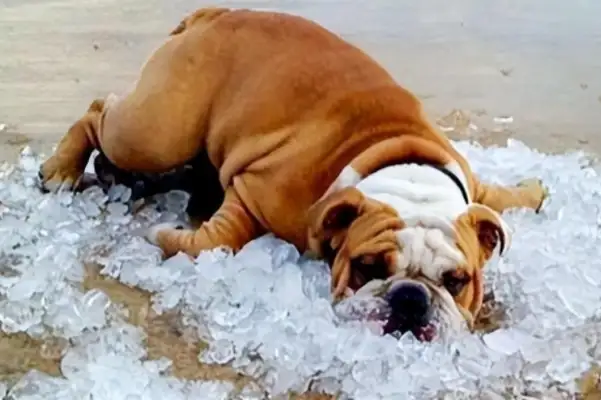 The dog was taken out in the heat of the day, and the owner didn't know about the heat