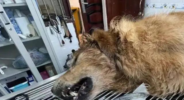 Guizhou pet dogs are poisoned, their owners cry, and the poison is punishable by death