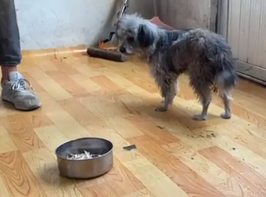 The pet dog who insists on not eating the food in the bowl