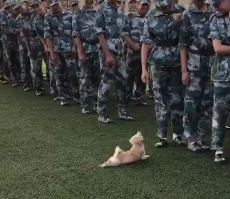Looks like a military dog, dog: Scrambling