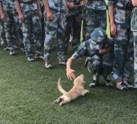 Looks like a military dog, dog: Scrambling