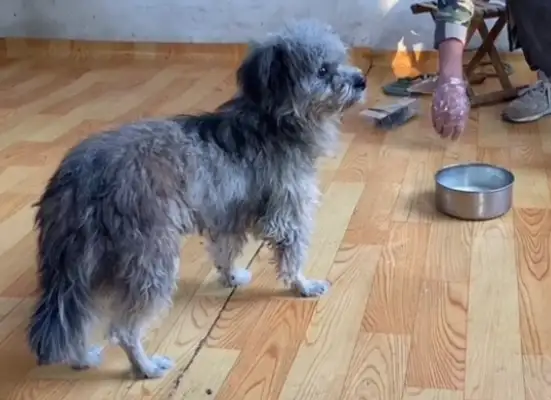 The pet dog who insists on not eating the food in the bowl