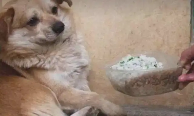 The dog ran home with his wounds and was driven away by his master