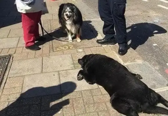The dog was taken out in the heat of the day, and the owner didn't know about the heat