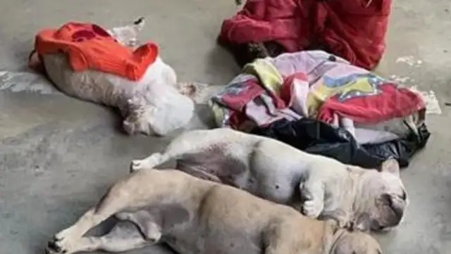 Guizhou pet dogs are poisoned, their owners cry, and the poison is punishable by death