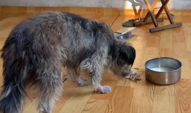 The pet dog who insists on not eating the food in the bowl