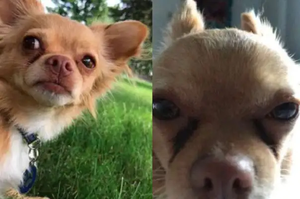 The hotline goes to half the girlfriends and the phone is taken over by the dog