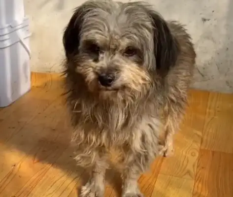 The pet dog who insists on not eating the food in the bowl