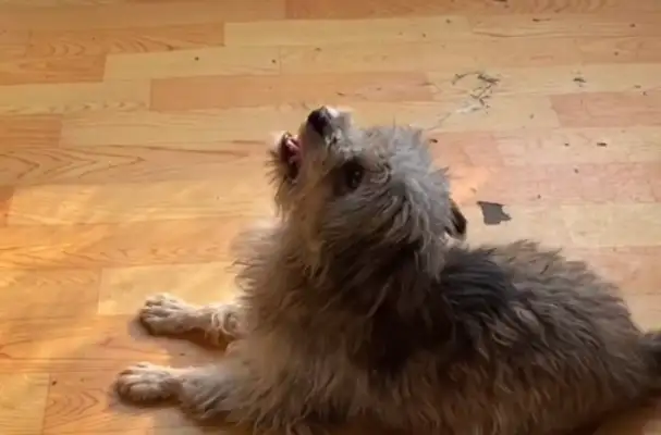 The pet dog who insists on not eating the food in the bowl