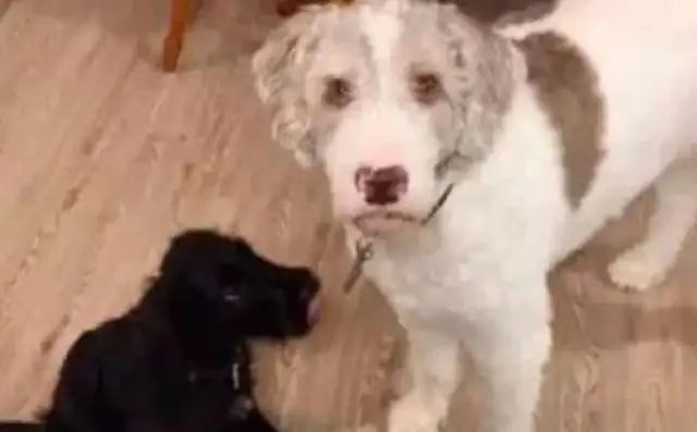 The Internet picked up a blackboard, and the white dogs in the house were petrified in a second, and they stayed put