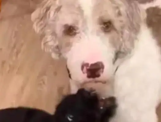 The Internet picked up a blackboard, and the white dogs in the house were petrified in a second, and they stayed put