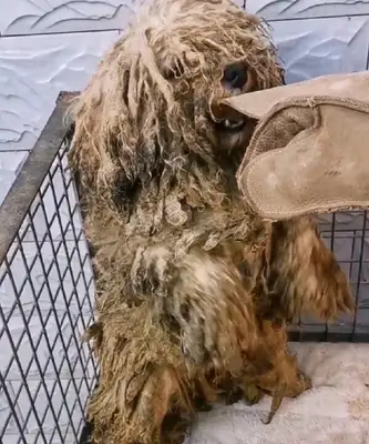 One glass of water was bought by a ferocious tug dog, who was once the furry boy of his family