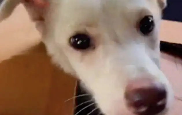 The dog can't stand up if he's cut, and he's got a pretty big wound