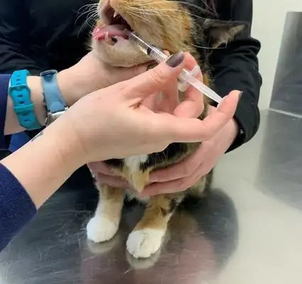 How easy for cats? Step details and common error areas