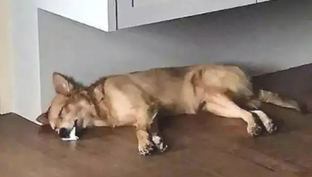 The master saw the little pet dog spit and immediately went to look for it. Bubble