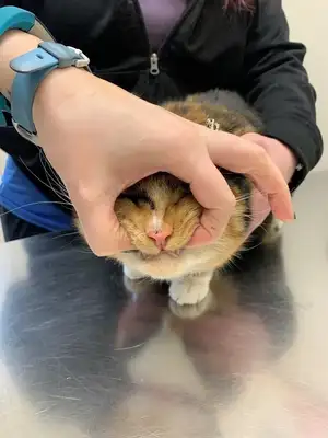How easy for cats? Step details and common error areas