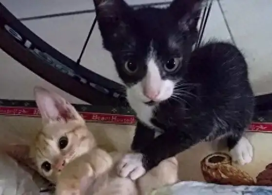 I can't believe it's bigger than a dog