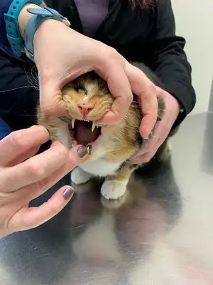 How easy for cats? Step details and common error areas
