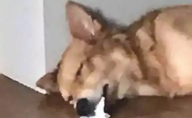 The master saw the little pet dog spit and immediately went to look for it. Bubble