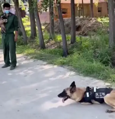 A police dog who sees his master holding a dog in his arms and lies lying on the ground with his back