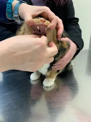 How easy for cats? Step details and common error areas