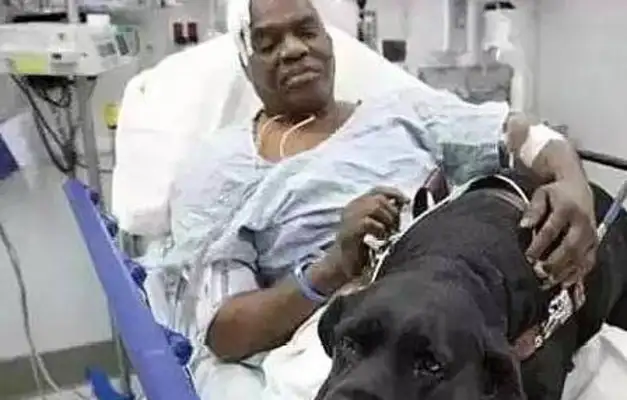 The guide dog lives to save the Lord, but the master has to leave the guide dog