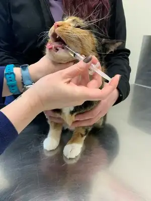 How easy for cats? Step details and common error areas
