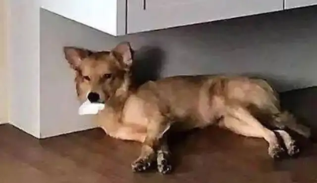 The master saw the little pet dog spit and immediately went to look for it. Bubble