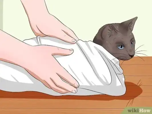 How easy for cats? Step details and common error areas