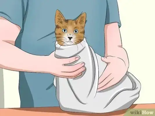 How easy for cats? Step details and common error areas