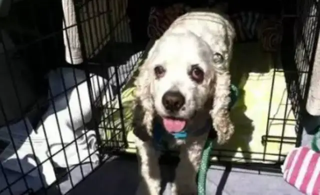 The dog's 20 years old, but the owner's out of town because he's a little confused;